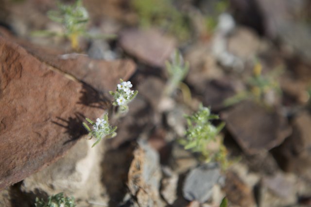 Delicate White Flowers Sprouting from Arid Soil
