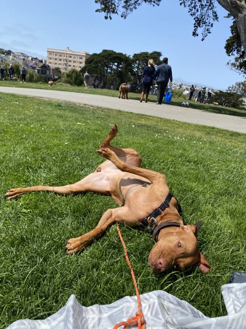 Relaxing Day at the Park