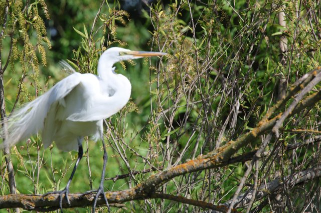 Great Egret Perched Among Willow Branches at Wetland