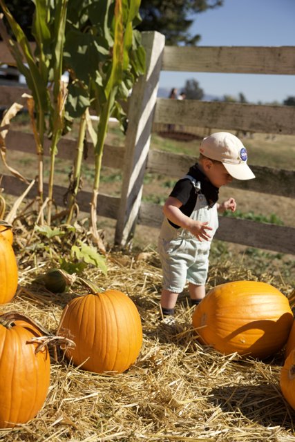 Pumpkin Adventure with Little Wesley at the Metzgars' Farm