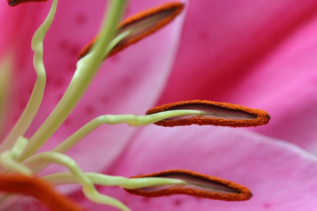 Pink Lily Exposes its Pollen