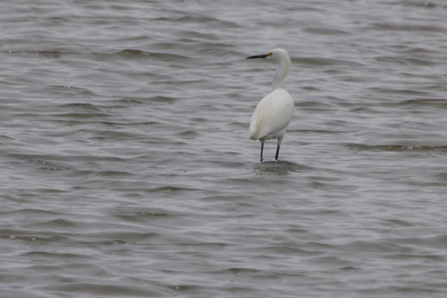 Graceful Sentinel of the Marsh