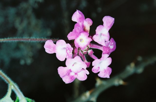Pink Geranium Flower with White Petals