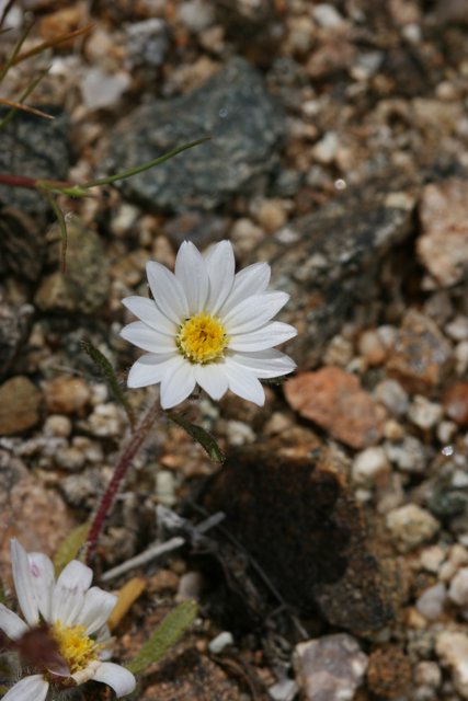 Lonely Daisy in a Rocky Landscape