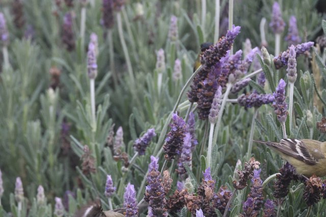 Small Bird Foraging Among Lavender Flowers