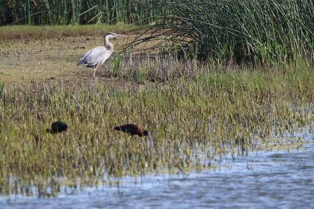 Great Blue Heron and Ibis in Wetland Rice Stubble