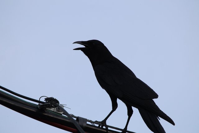 Silhouetted Crow Calling from Power Line at Dusk