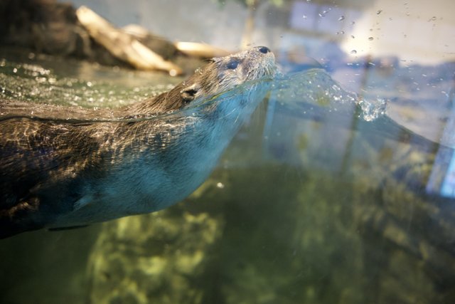 Graceful Swim: The San Diego Sea Otter