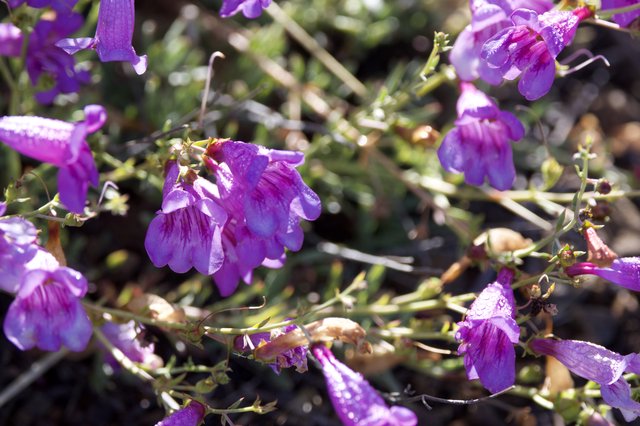 Purple Penstemon Blooms Glistening After Rain