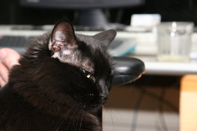 The Feline Desk Mate