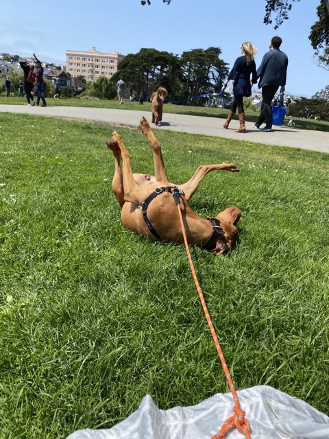 Joyful Pup in the Park