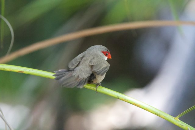 Glimpse of Grace: The Red-Faced Finch at Honolulu Zoo