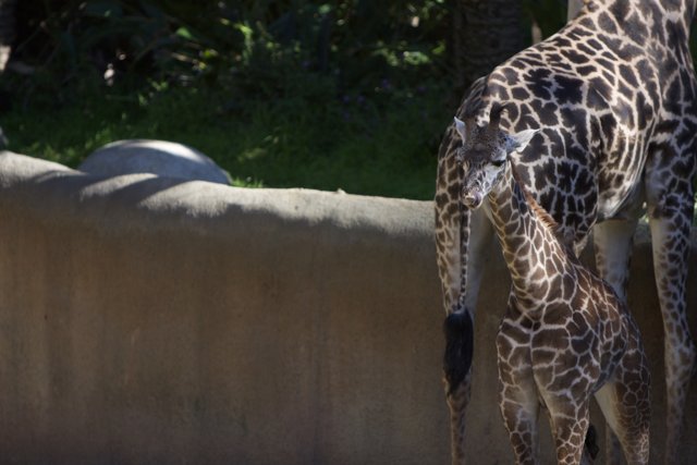 A Tender Moment between Mother and Baby Giraffe