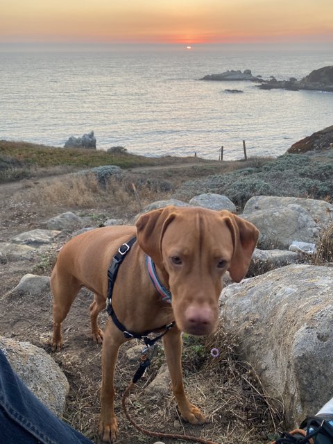 Vizsla Takes in the View at Jenner Cove