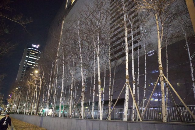 Nature Meets Architecture, Seoul Night Skies