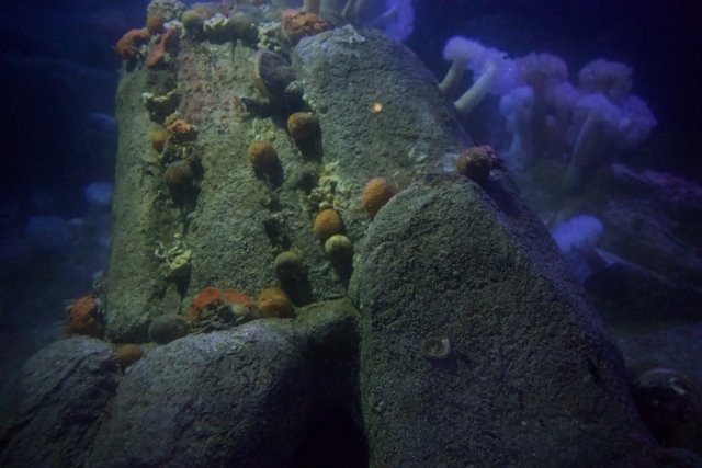 Underwater Treasure at Monterey Bay, 2023