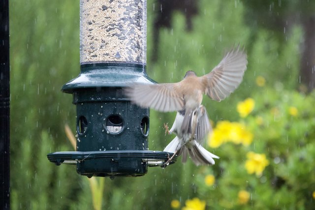 Birds Compete at Feeder in Rainstorm