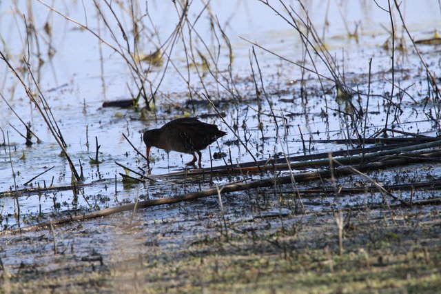 Virginia Rail Foraging in Wetland Marsh Habitat