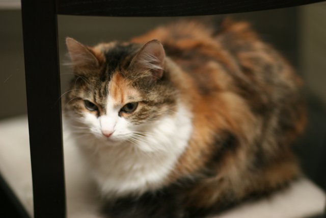 Calico Cat lounging on a Chair