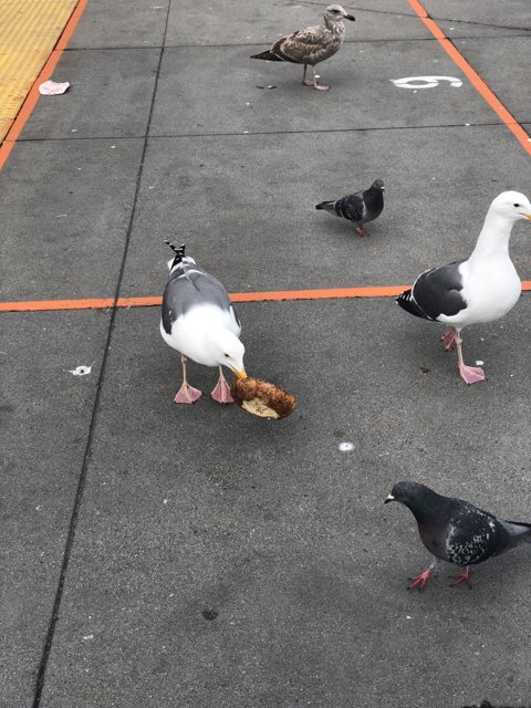 Feathered Feast
