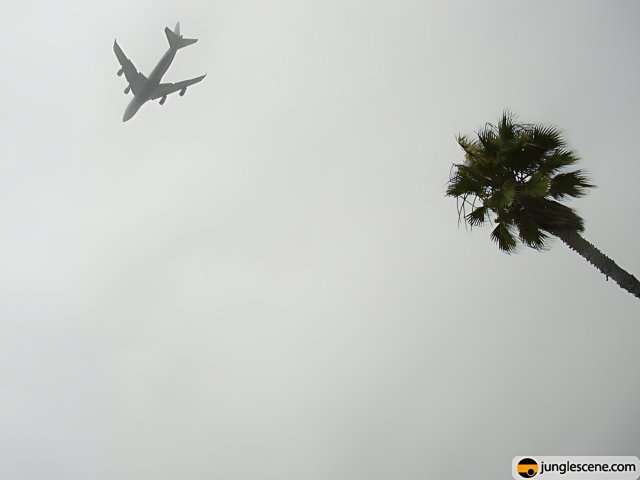 Airlinersoaring over a Palm Tree in the Fog