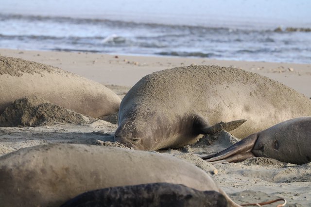 Elephant Seals Resting on Sandy Beach at Drakes Beach