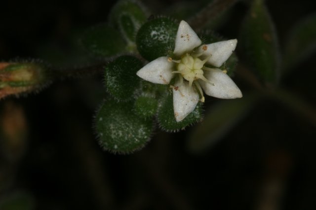 White Geranium Flower