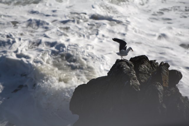 Seagull perched on a frozen promontory