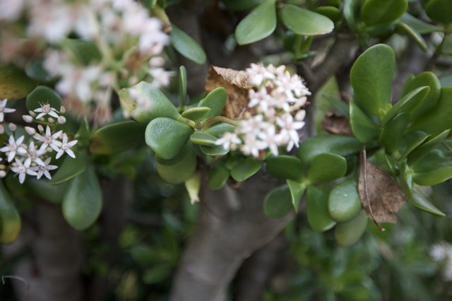 Jade Plant Blooming with Delicate White Flowers