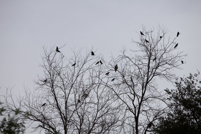Flock of Blackbirds perched on Bare Trees