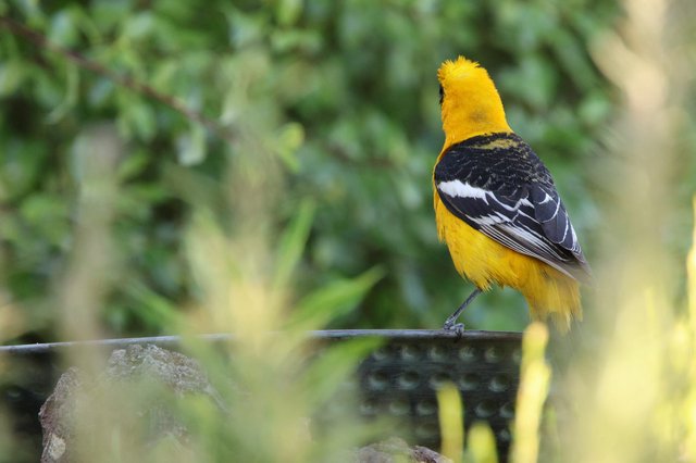 Hooded Oriole Perched on Wire with Black and Gold Plumage