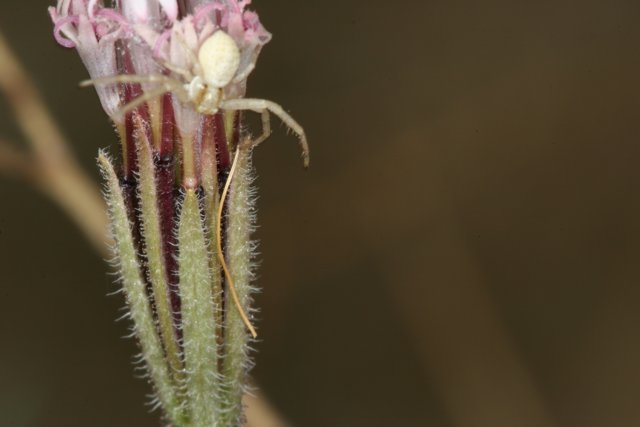 Garden Spider on a Flower