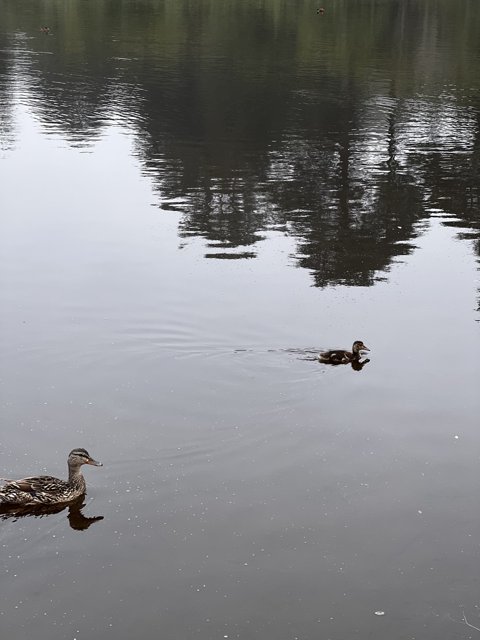 Serene Duck Lake