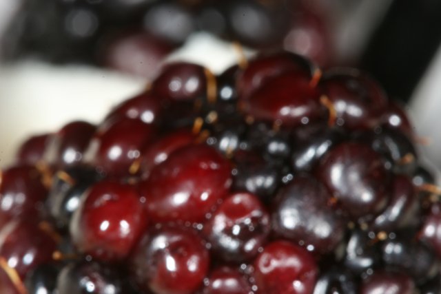 The Juicy Delight of Fresh Blackberries