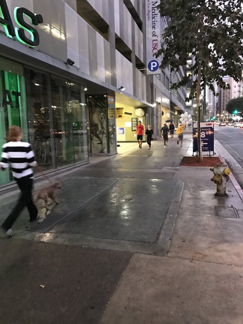 Walking the Dog in the City