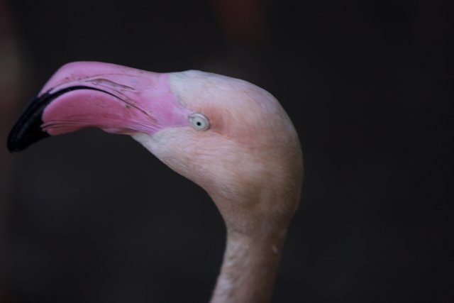 Flamboyant Flamingo