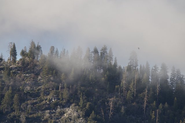 Misty Forest Hillside in Yosemite Winter