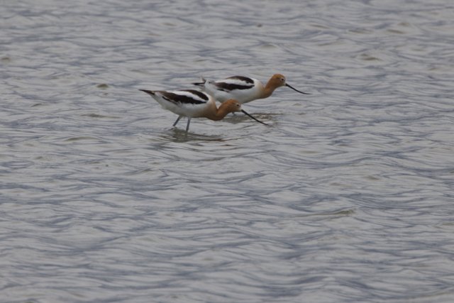 Elegant Avocets in Harmony