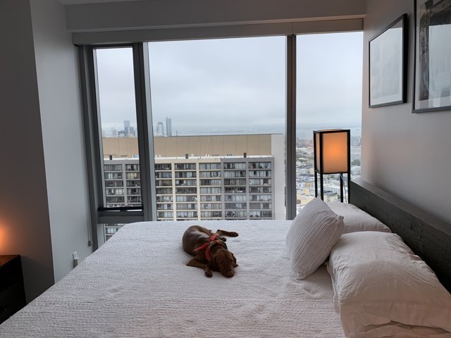 City Views and Cozy Beds