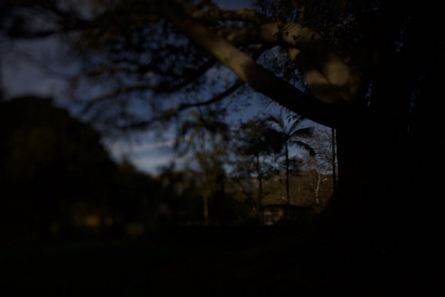 Dark Silhouette of Tree with Backlit Light