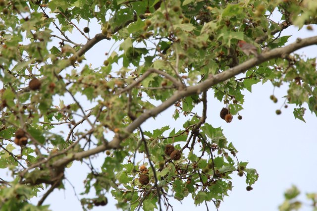 Sycamore Tree with Seed Balls Against Overcast Sky