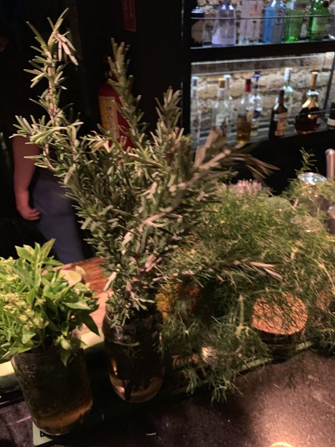 Plant-filled Bar