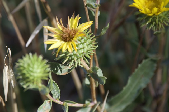 Spiny Gumplant Blooms on Mount Diablo Slopes