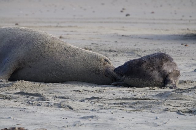 Elephant Seal Mother and Pup Bonding on Beach