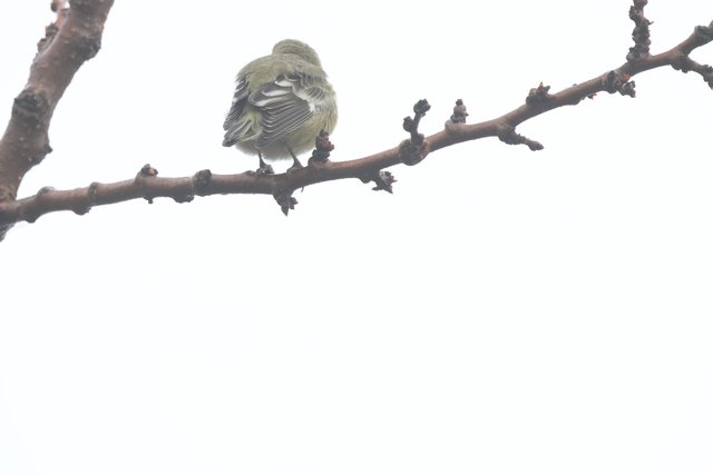 Fluffed Up Bird Perched on Winter Branch