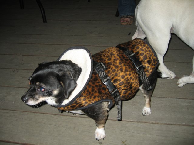 Fierce and Fashionable: Leopard Print Canine