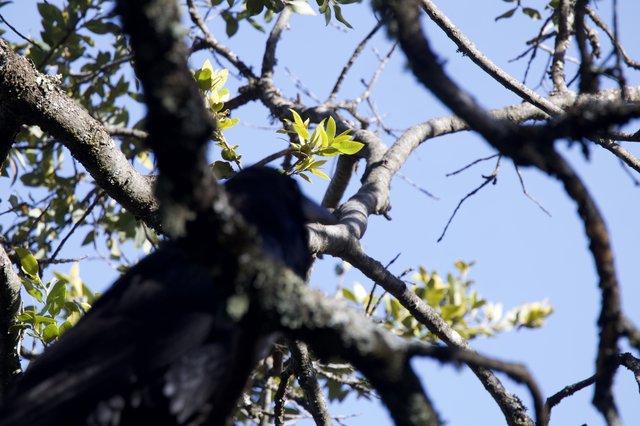 Dark Bird Perched Among Spring Branches at Mt. Diablo