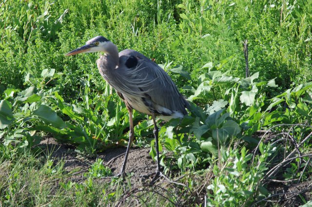 Great Blue Heron Standing in Wetland Vegetation