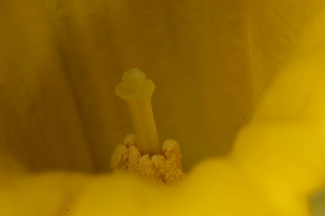 A Close-up of a Yellow Flower's Interior