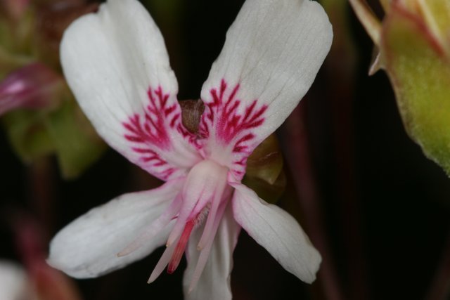 Pink and White Petals in Bloom